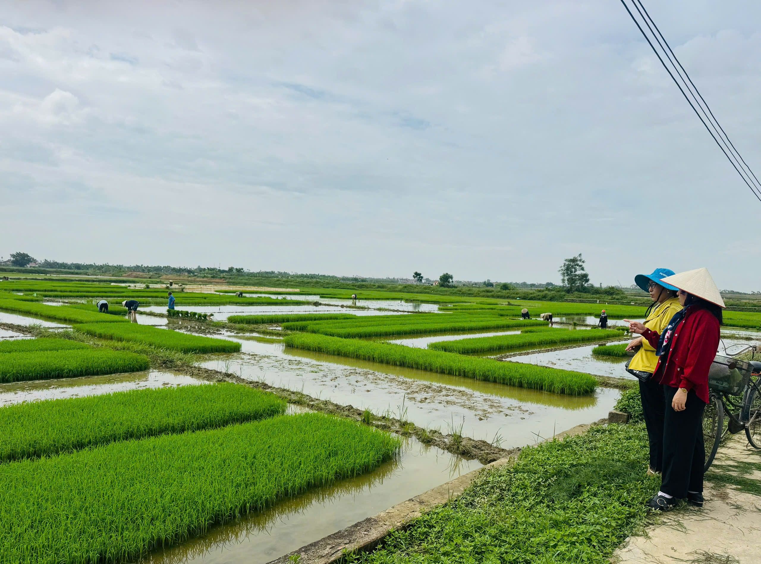 Chi cục Trồng trọt và Bảo vệ thực vật tăng cường bám sát cơ sở, chỉ đạo đẩy nhanh tiến độ gieo cấy lúa vụ Mùa năm 2026